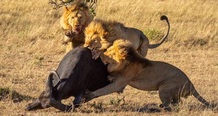 Leeuwen vallen een buffel aan op een savanne.