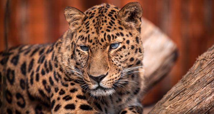 Safari de 5 días por Maasai Mara y Serengeti - Kenia y Tanzania - Lights on Africa Destinations & Safaris 2