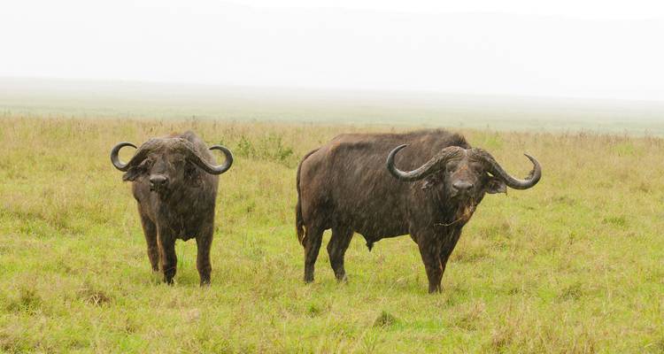 Safari de 5 días por Maasai Mara y Serengeti - Kenia y Tanzania - Lights on Africa Destinations & Safaris 3