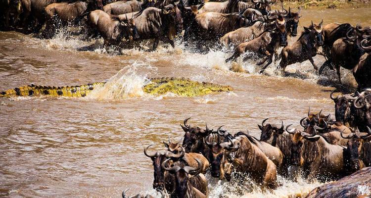 Eine Herde Gnus überquert einen Fluss, während ein Krokodil im Wasser lauert.