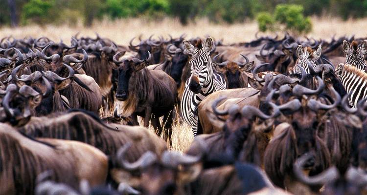 Eine große Gruppe von Gnus und Zebras mit einem einzelnen Zebra im Fokus.