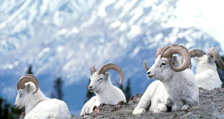 Through the Wilderness of Alaska and the Yukon - DIAMIR Erlebnisreisen 2