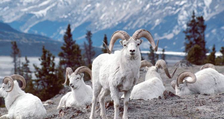 À travers les régions sauvages du Yukon et de l'Alaska - DIAMIR Erlebnisreisen 4