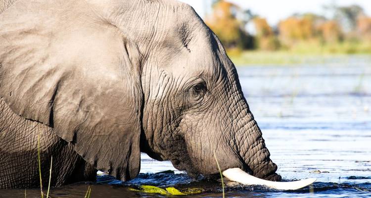 On the Road in the Kingdom of Elephants - DIAMIR Erlebnisreisen 4