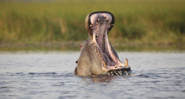 On the Road in the Kingdom of Elephants - DIAMIR Erlebnisreisen 10