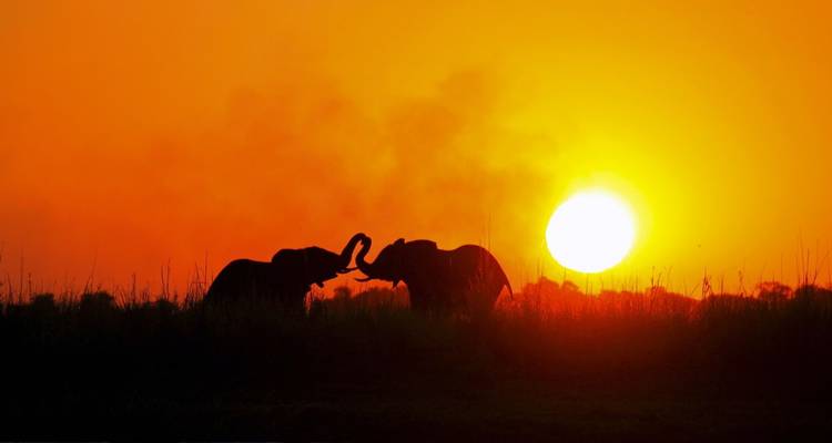 Silhouette de deux éléphants au coucher du soleil.