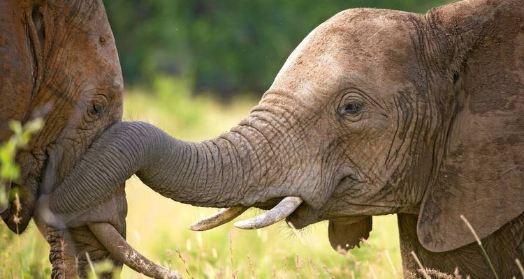 Deux éléphants se touchant les trompes dans une interaction rapprochée.
