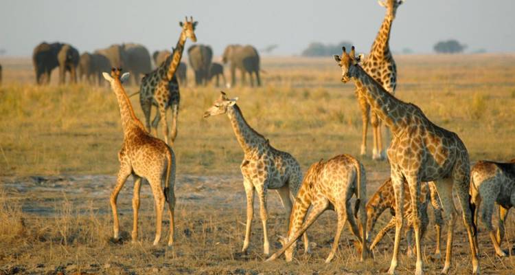 Groupe de girafes et d'éléphants dans la savane ouverte.