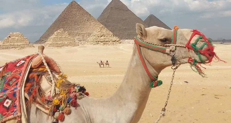 Chameau au premier plan avec harnais coloré sur fond des trois pyramides de Gizeh et étendue sableuse.