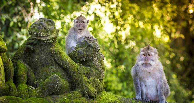 Découverte de Bali et de la Thaïlande - Wingbuddy 9