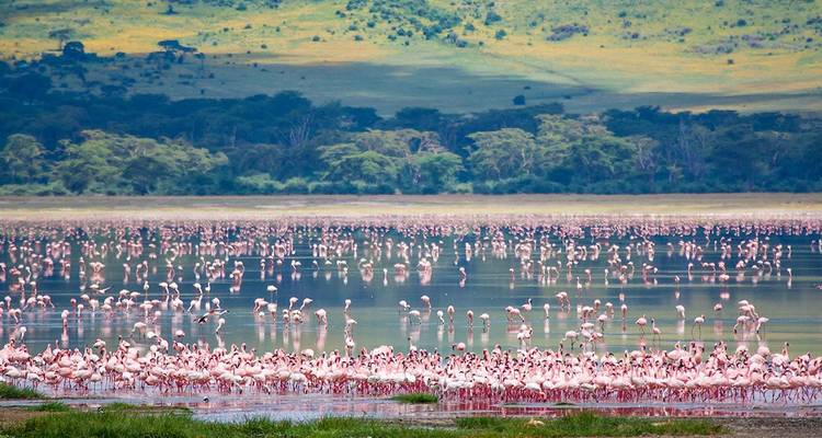 Safari classique de luxe de 7 jours en Tanzanie - Lights on Africa Destinations & Safaris 4