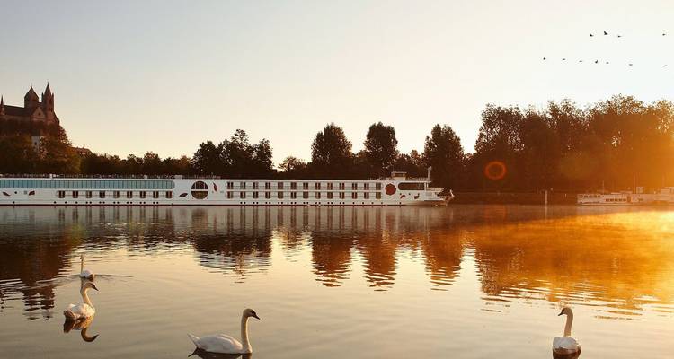 Barco de crucero fluvial reflejado en aguas tranquilas con niebla matutina y cisnes deslizándose en la luz dorada del sol.
