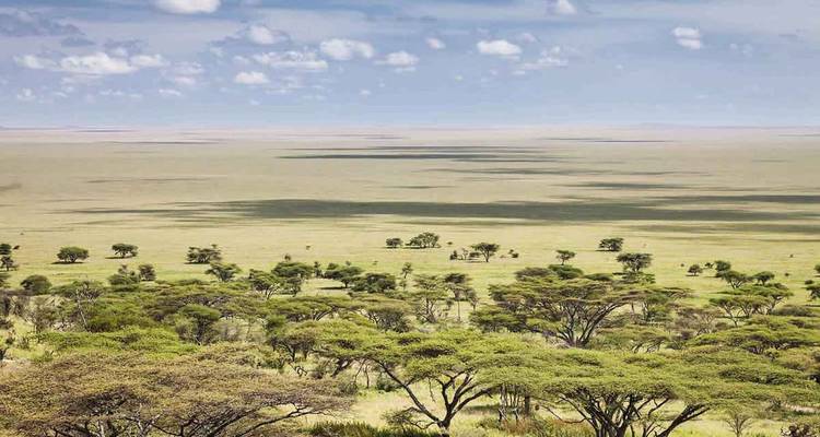 Weite Sicht auf die afrikanische Savanne mit vereinzelten Bäumen.