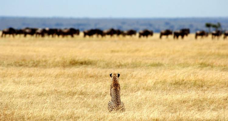 Ein Gepard, der eine Herde von Gnus auf einer Graslandschaft beobachtet.