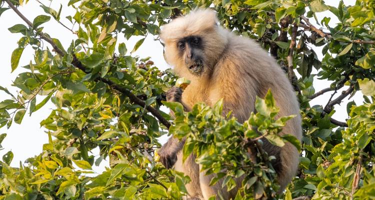 Safari de 2 días con Tigres en Jim Corbett desde Delhi -  Taj Voyages Tours  3