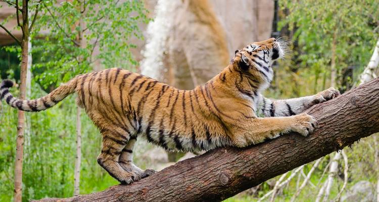 Safari de 2 días con Tigres en Jim Corbett desde Delhi -  Taj Voyages Tours  1