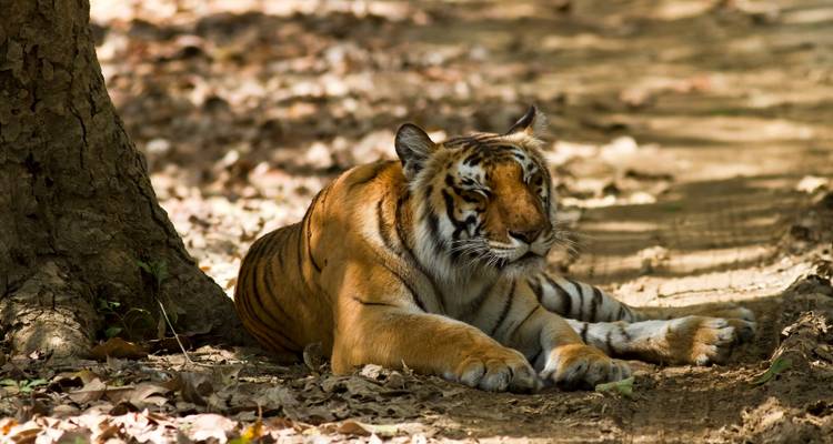 Safari de 2 días con Tigres en Jim Corbett desde Delhi -  Taj Voyages Tours  4
