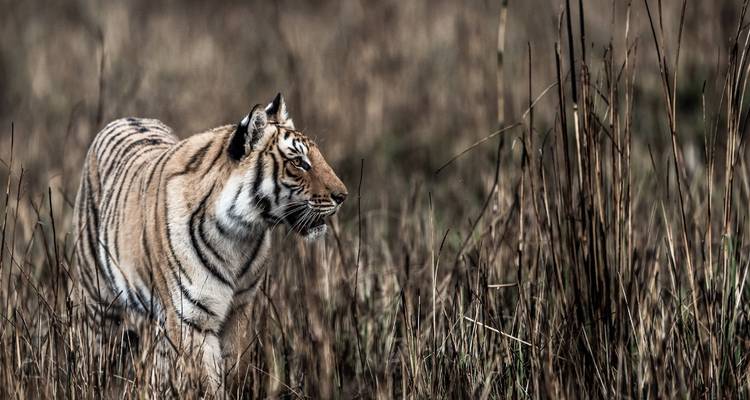 Safari de 2 días con Tigres en Jim Corbett desde Delhi -  Taj Voyages Tours  5