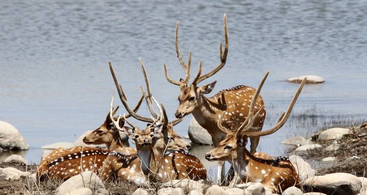 Safari de 2 días con Tigres en Jim Corbett desde Delhi -  Taj Voyages Tours  6