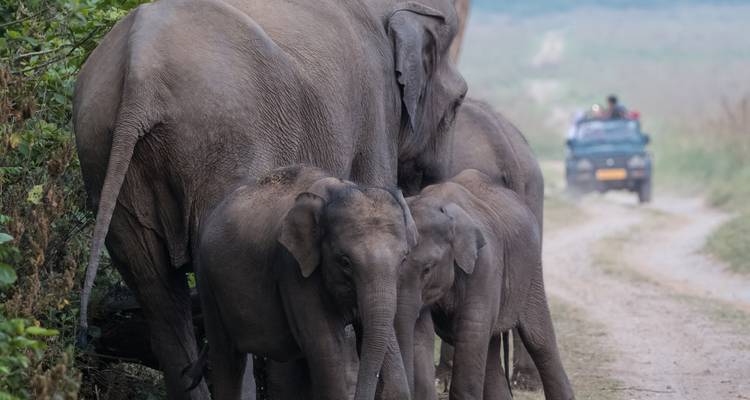 Safari de 2 días con Tigres en Jim Corbett desde Delhi -  Taj Voyages Tours  7