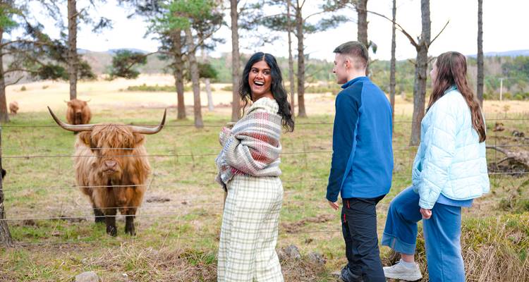 Les voyageurs rient en observant une vache Highland hirsute derrière une clôture dans un pré rustique.