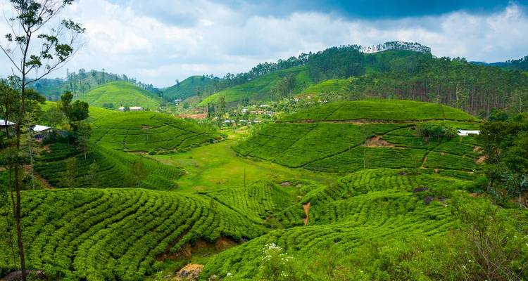 Sri Lanka: senderismo, bicicleta y kayak (9 destinations) - Intrepid Travel 9