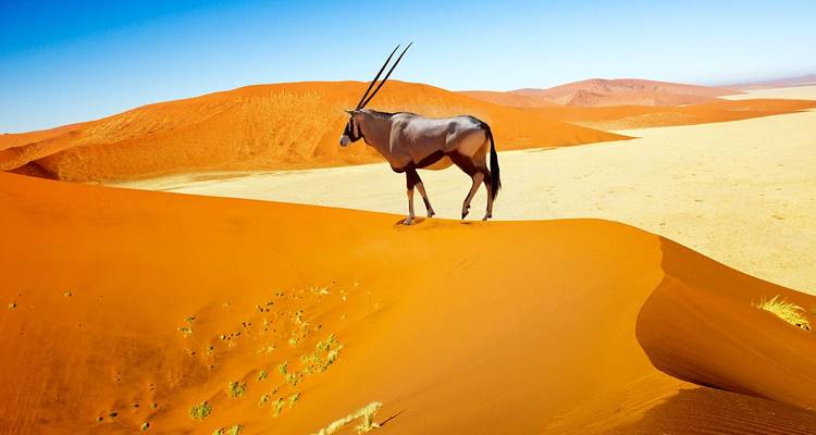 Safari en avión de lujo de 7 días por lo mejor de Namibia - Lights on Africa Destinations & Safaris 1