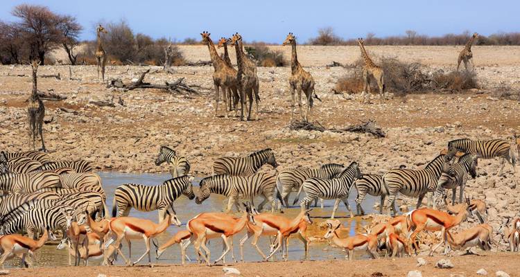 Safari en avión de lujo de 7 días por lo mejor de Namibia - Lights on Africa Destinations & Safaris 4