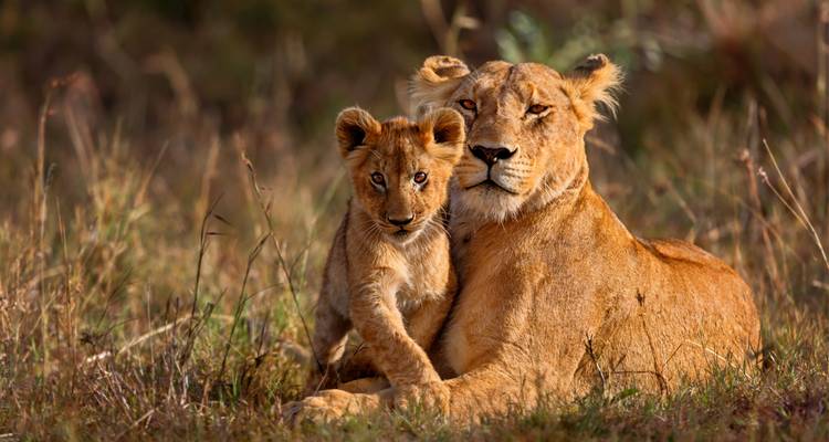 Leona y cachorro relajándose en la hierba.