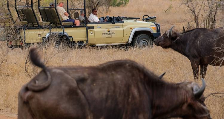 Vehículo safari abierto observa búfalos africanos pastando en un paisaje de arbustos secos