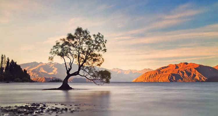 Un arbre solitaire se dressant dans l'eau avec un paysage de montagne en arrière-plan.