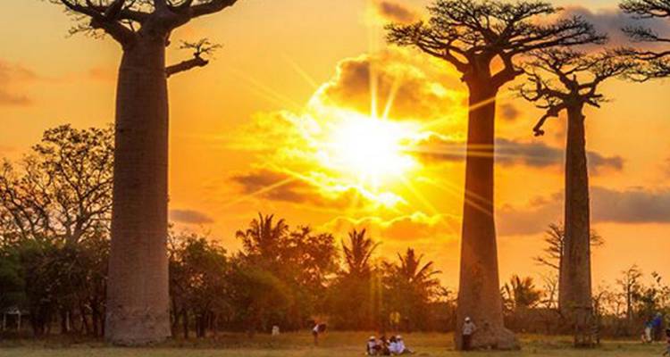 Excursion sur le fleuve Tsiribihina, Tsingy de Bemaraha, et l'Avenue des Baobabs - Bio D Island LLC 1
