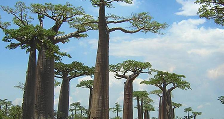 Excursion sur le fleuve Tsiribihina, Tsingy de Bemaraha, et l'Avenue des Baobabs - Bio D Island LLC 2