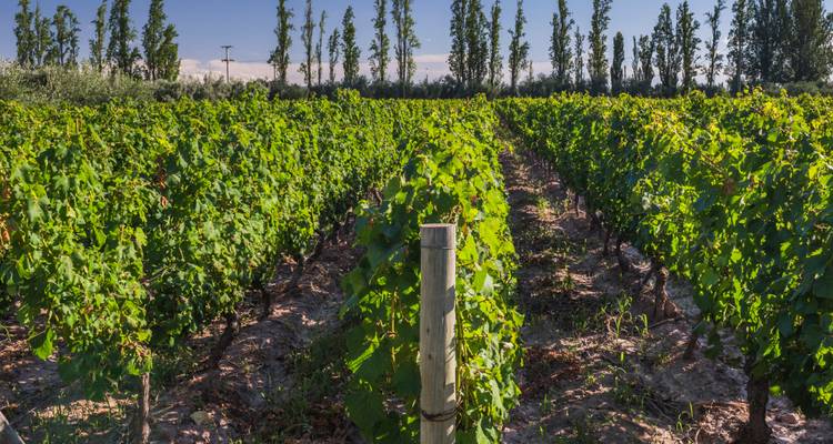 3 jours de vin et de montagnes à Mendoza - Signature DMC 7