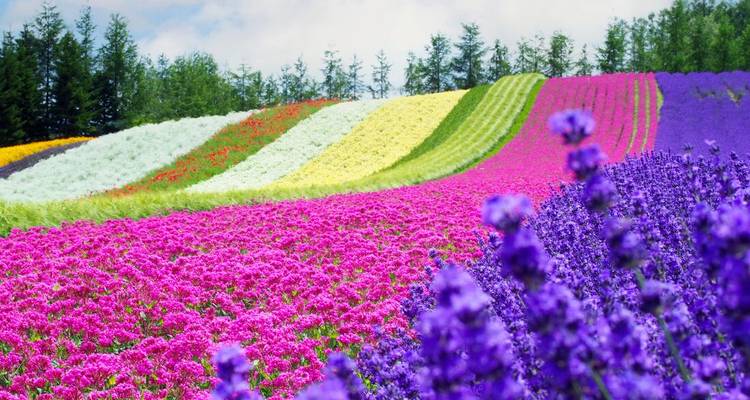 Aventure au Japon - Intrepid Travel 8