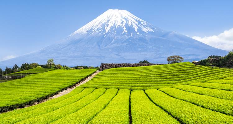 Le mont Fuji emblématique aux pics enneigés dominant les champs de thé vert vibrants sous des ciels cristallins.