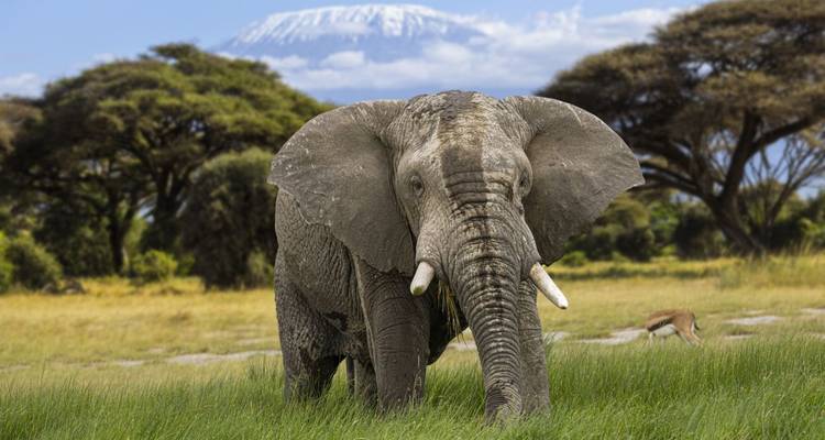 Découvrir activement la savane et les hautes terres - DIAMIR Erlebnisreisen 8