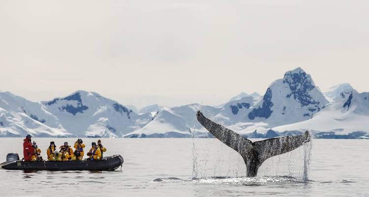 Malvinas, Georgia del Sur y Antártida: Exploradores y Reyes - Intrepid Travel 3