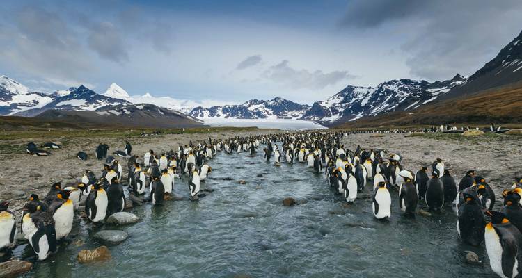 Malvinas, Georgia del Sur y Antártida: Exploradores y Reyes - Intrepid Travel 8