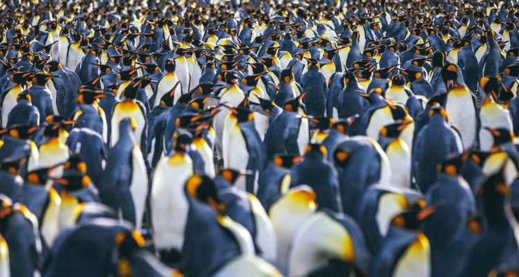 Malvinas, Georgia del Sur y Antártida: Exploradores y Reyes - Intrepid Travel 10