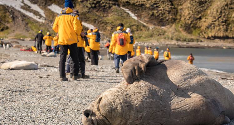 Géorgie du Sud et péninsule Antarctique : Safari aux pingouins - Intrepid Travel 1