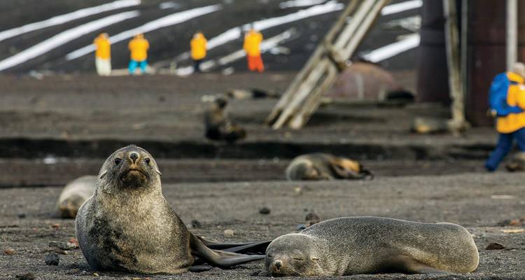 Géorgie du Sud et péninsule Antarctique : Safari aux pingouins - Intrepid Travel 4