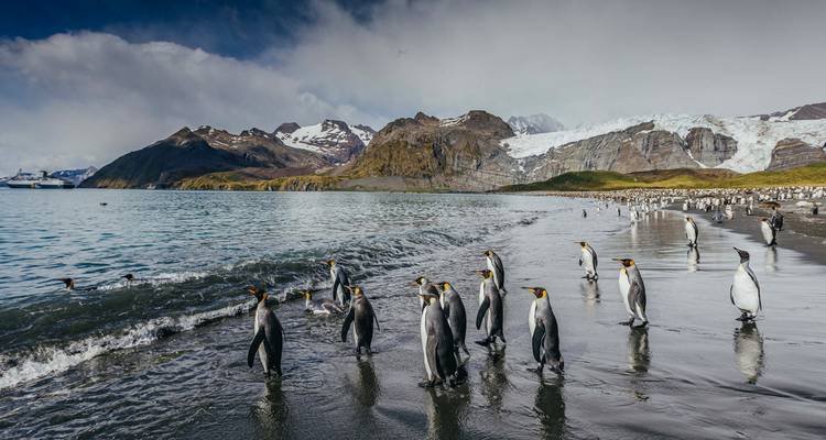 Géorgie du Sud et péninsule Antarctique : Safari aux pingouins - Intrepid Travel 6
