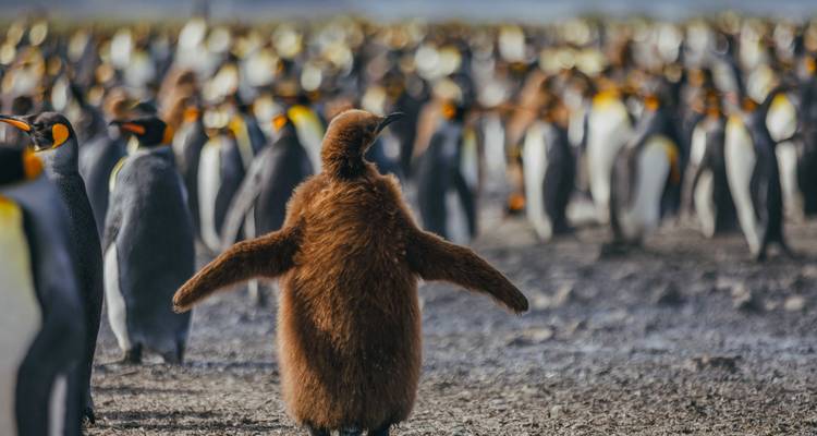 Géorgie du Sud et péninsule Antarctique : Safari aux pingouins - Intrepid Travel 7