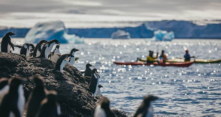 Géorgie du Sud et péninsule Antarctique : Safari aux pingouins - Intrepid Travel 10