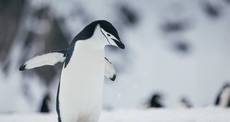 Antarctic Explorer: Discovering the 7th Continent - Intrepid Travel 5
