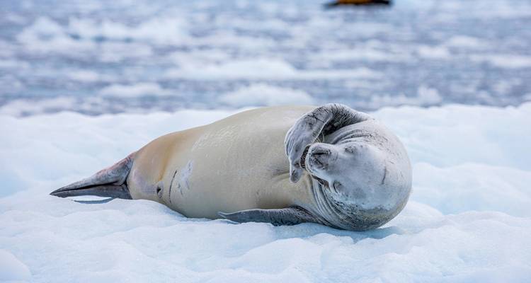 Antarctic Explorer: Discovering the 7th Continent - Intrepid Travel 9