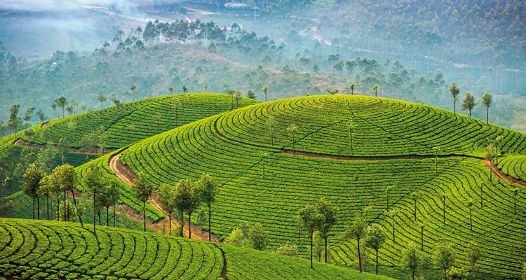 Rolling hills covered in lush green tea plantations.
