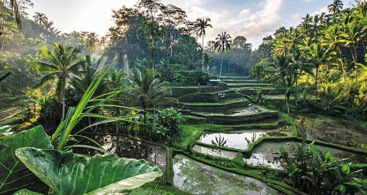 Scenic terraced rice paddies with lush vegetation.