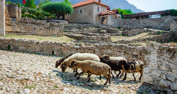 Sheep walking on a cobblestone path near historical buildings.